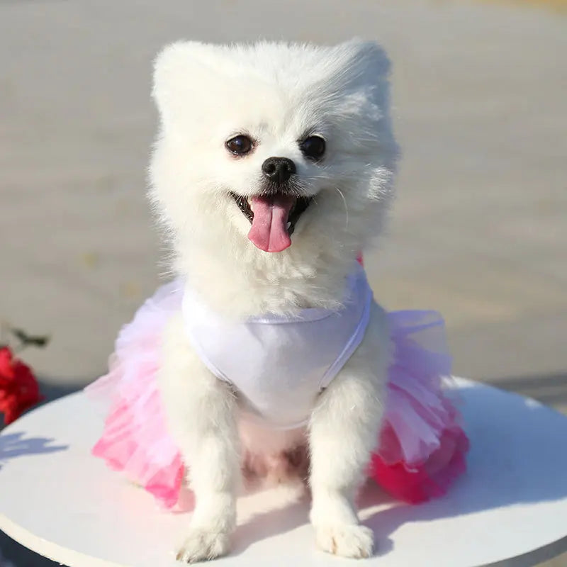 Rochie de Primăvară din Dantelă pentru Câini – Eleganță și Răsfăț părtru Micuța Ta Fashionista